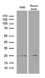 MYL6B Antibody - Western blot analysis of extracts. (35ug) from K562 cell line and mouse testis tissue lysate by using anti-MYL6B monoclonal antibody. (1:500)