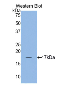 MYL7 Antibody - Western blot of recombinant MLC2a / MYL7.  This image was taken for the unconjugated form of this product. Other forms have not been tested.