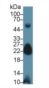 MYL7 Antibody - Western Blot; Sample: Mouse Skeletal muscle lysate; Primary Ab: 1µg/ml Rabbit Anti-Human MYL7 Antibody Second Ab: 0.2µg/mL HRP-Linked Caprine Anti-Rabbit IgG Polyclonal Antibody
