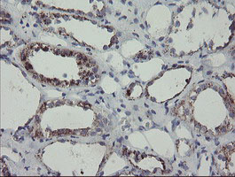 MYL7 Antibody - IHC of paraffin-embedded Human Kidney tissue using anti-MYL7 mouse monoclonal antibody.