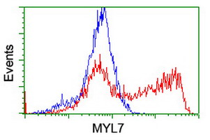 MYL7 Antibody - HEK293T cells transfected with either overexpress plasmid (Red) or empty vector control plasmid (Blue) were immunostained by anti-MYL7 antibody, and then analyzed by flow cytometry.