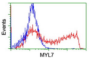 MYL7 Antibody - HEK293T cells transfected with either overexpress plasmid (Red) or empty vector control plasmid (Blue) were immunostained by anti-MYL7 antibody, and then analyzed by flow cytometry.