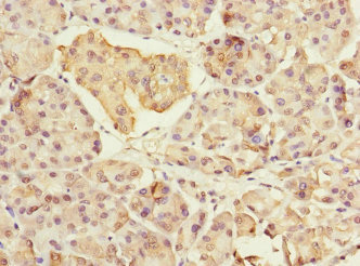MYL7 Antibody - Immunohistochemistry of paraffin-embedded human pancreatic tissue at dilution 1:100