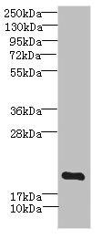 MYL7 Antibody - Western blot All Lanes: MYL7 antibody IgG at 2.69ug/ml+ Mouse skeletal muscle tissue Secondary Goat polyclonal to rabbit IgG at 1/10000 dilution Predicted band size: 19 kDa