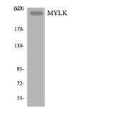 MYLK Antibody - Western blot analysis of the lysates from HT-29 cells using MYLK antibody.