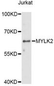 MYLK2 Antibody - Western blot analysis of extracts of Jurkat cells, using MYLK2 antibody at 1:1000 dilution. The secondary antibody used was an HRP Goat Anti-Rabbit IgG (H+L) at 1:10000 dilution. Lysates were loaded 25ug per lane and 3% nonfat dry milk in TBST was used for blocking. An ECL Kit was used for detection and the exposure time was 30s.