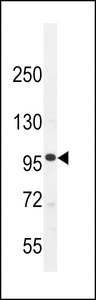 MYLK3 Antibody - MYLK3 Antibody western blot of K562 cell line lysates (35 ug/lane). The MYLK3 antibody detected the MYLK3 protein (arrow).