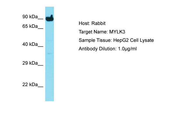 MYLK3 Antibody -  This image was taken for the unconjugated form of this product. Other forms have not been tested.