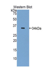 MYLK4 Antibody - Western blot of recombinant MYLK4.  This image was taken for the unconjugated form of this product. Other forms have not been tested.