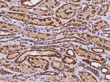 MYLK4 Antibody - Immunochemical staining of human MYLK4 in human kidney with rabbit polyclonal antibody at 1:100 dilution, formalin-fixed paraffin embedded sections.