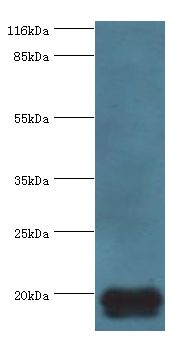 MYLPF Antibody - Western blot. All lanes: Myosin regulatory light chain 2, skeletal muscle isoform antibody at 2 ug/ml+mouse skeletal muscle tissue. Secondary antibody: Goat polyclonal to rabbit at 1:10000 dilution. Predicted band size: 19 kDa. Observed band size: 19 kDa.  This image was taken for the unconjugated form of this product. Other forms have not been tested.