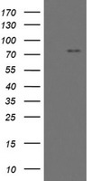 MYNN Antibody - HEK293T cells were transfected with the pCMV6-ENTRY control (Left lane) or pCMV6-ENTRY MYNN (Right lane) cDNA for 48 hrs and lysed. Equivalent amounts of cell lysates (5 ug per lane) were separated by SDS-PAGE and immunoblotted with anti-MYNN.