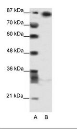 MYNN Antibody - A: Marker, B: HepG2 Cell Lysate.  This image was taken for the unconjugated form of this product. Other forms have not been tested.