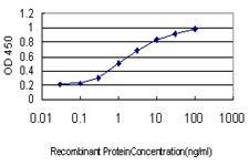 MYNN Antibody - Detection limit for recombinant GST tagged MYNN is approximately 0.1 ng/ml as a capture antibody.