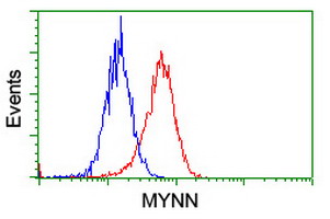 MYNN Antibody - Flow cytometry of HeLa cells, using anti-MYNN antibody (Red), compared to a nonspecific negative control antibody (Blue).
