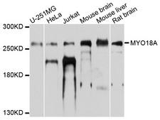 MYO18A Antibody - Western blot analysis of extracts of various cells.