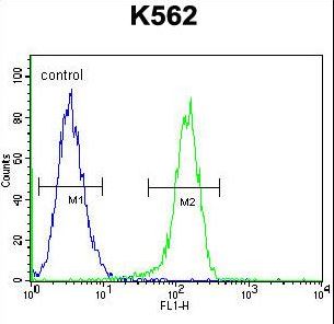 MYO19 / Myosin XIX Antibody - MYO19 Antibody flow cytometry of K562 cells (right histogram) compared to a negative control cell (left histogram). FITC-conjugated goat-anti-rabbit secondary antibodies were used for the analysis.