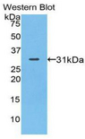 MYO1A Antibody - Western blot of recombinant MYO1A.  This image was taken for the unconjugated form of this product. Other forms have not been tested.