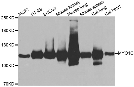 MYO1C Antibody - Western blot analysis of extracts of various cell lines.