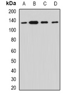 MYO1C Antibody - Western blot analysis of Myosin Ic expression in HT29 (A); SKOV3 (B); mouse lung (C); rat heart (D) whole cell lysates.
