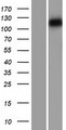 MYO1C Protein - Western validation with an anti-DDK antibody * L: Control HEK293 lysate R: Over-expression lysate