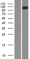MYO1C Protein - Western validation with an anti-DDK antibody * L: Control HEK293 lysate R: Over-expression lysate