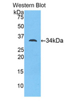 MYO1D Antibody - Western blot of recombinant MYO1D.  This image was taken for the unconjugated form of this product. Other forms have not been tested.
