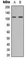 MYO1D Antibody - Western blot analysis of MYO1D expression in HeLa (A); Raw264.7 (B) whole cell lysates.