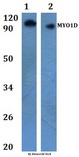 MYO1D Antibody - Western blot of MYO1D antibody at 1:500 dilution. Lane 1: RAW264.7 whole cell lysate.