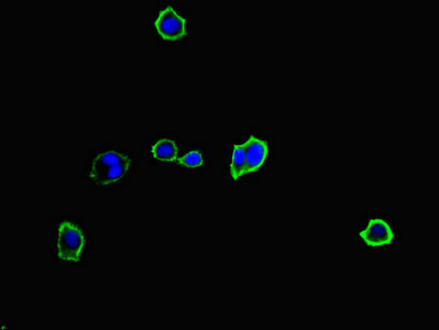 MYO1G / HA2 Antibody - Immunofluorescent analysis of HepG2 cells diluted at 1:100 and Alexa Fluor 488-congugated AffiniPure Goat Anti-Rabbit IgG(H+L)