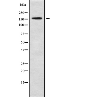 MYO3B Antibody - Western blot analysis of MYO3B using K562 whole cells lysates