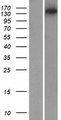 MYO3B Protein - Western validation with an anti-DDK antibody * L: Control HEK293 lysate R: Over-expression lysate