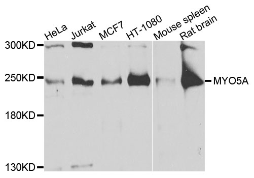 MYO5A / Myosin V Antibody - Western blot analysis of extracts of various cells.