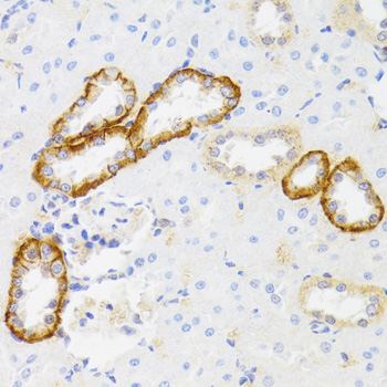 MYO5A / Myosin V Antibody - Immunohistochemistry of paraffin-embedded rat kidney tissue.
