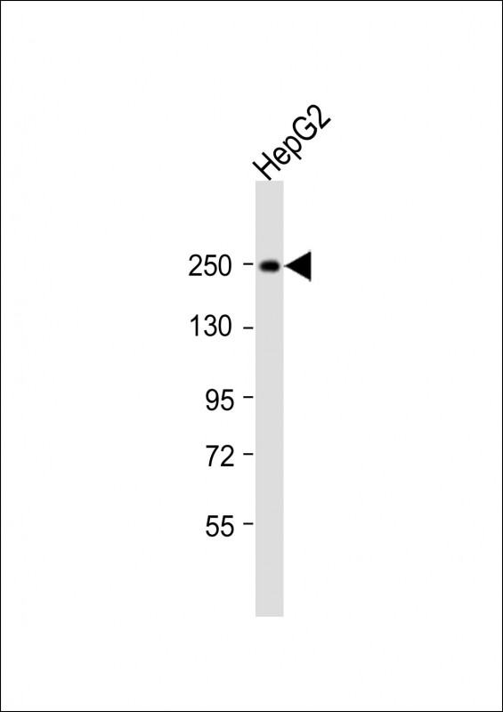 MYO5B / Myosin VB Antibody - Anti-MYO5B Antibody (N-Term) at 1:2000 dilution + HepG2 whole cell lysate Lysates/proteins at 20 ug per lane. Secondary Goat Anti-Rabbit IgG, (H+L), Peroxidase conjugated at 1:10000 dilution. Predicted band size: 214 kDa. Blocking/Dilution buffer: 5% NFDM/TBST.
