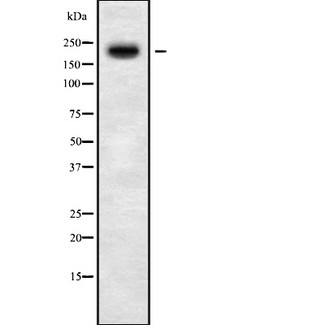 MYO5C Antibody - Western blot analysis of MYO5C using COS7 whole cells lysates