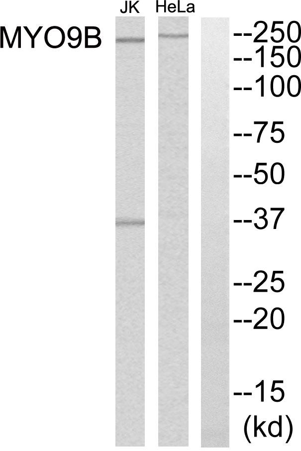MYO9B Antibody - Western blot analysis of extracts from HeLa cells and Jurkat cells, using MYO9B antibody.