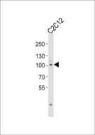 MYOCD / Myocardin Antibody - Western blot of lysate from mouse C2C12 cell line with Myocd Antibody. Antibody was diluted at 1:1000. A goat anti-rabbit IgG H&L (HRP) at 1:10000 dilution was used as the secondary antibody. Lysate at 20 ug.