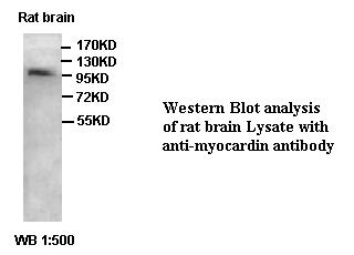 MYOCD / Myocardin Antibody