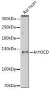 MYOCD / Myocardin Antibody - Western blot analysis of extracts of rat heart using MYOCD Polyclonal Antibody at dilution of 1:1000.