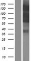 MYOCD / Myocardin Protein - Western validation with an anti-DDK antibody * L: Control HEK293 lysate R: Over-expression lysate
