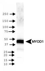 MYOD / MYOD1 Antibody - MyoD1 Antibody - WB detection of MYOD1 in RH30 cells.