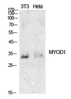 MYOD / MYOD1 Antibody - Western Blot analysis of extracts from NIH-3T3, Hela cells using MYOD1 Antibody.