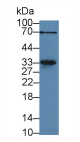 MYOG / Myogenin Antibody - Western Blot; Sample: Rat Heart lysate; Primary Ab: 3µg/ml Rabbit Anti-Rat MYOG Antibody Second Ab: 0.2µg/mL HRP-Linked Caprine Anti-Rabbit IgG Polyclonal Antibody