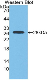 MYOG / Myogenin Antibody - Western blot of recombinant MYOG / Myogenin.