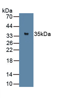 MYOG / Myogenin Antibody - Western Blot; Sample: Recombinant protein.