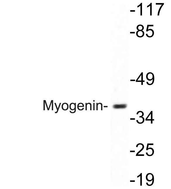 MYOG / Myogenin Antibody - Western blot analysis of lysate from A549 cells, using Myogenin antibody.