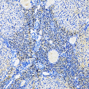 MYOG / Myogenin Antibody - Immunohistochemistry of paraffin-embedded rat ovary tissue.