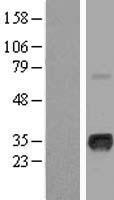 MYOG / Myogenin Protein - Western validation with an anti-DDK antibody * L: Control HEK293 lysate R: Over-expression lysate