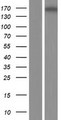 MYOM3 Protein - Western validation with an anti-DDK antibody * L: Control HEK293 lysate R: Over-expression lysate